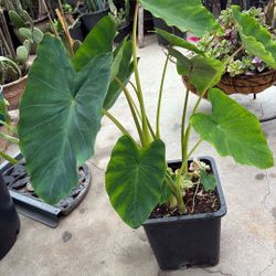 Colossus elephant ears