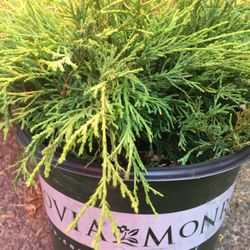 Sungold Cypress