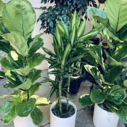 Fiddle Leaf Figs