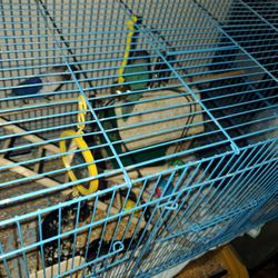 Bird cage complete
