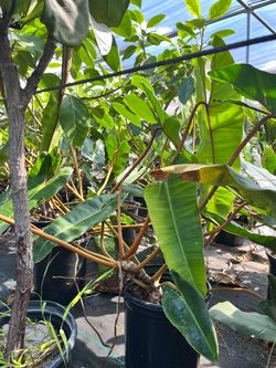 🌿 XXL Philodendron billietiae — 5 Gallon Pot 🌿