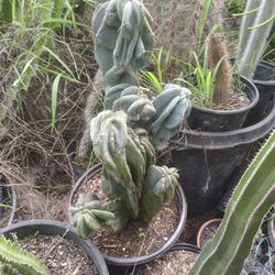 Monstroses Apple Cactus Plant