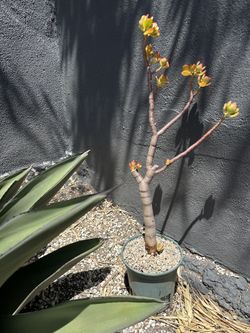 Bansai Jade Succulent