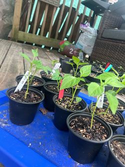 Bell Pepper plants and banana pepper plants