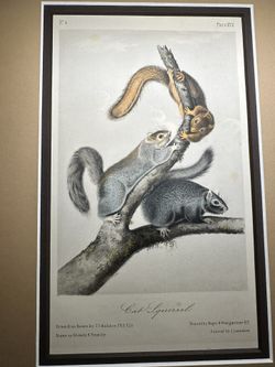 Cat Squirrel (from Audubon's Quadrupeds of North America, folio), 1843