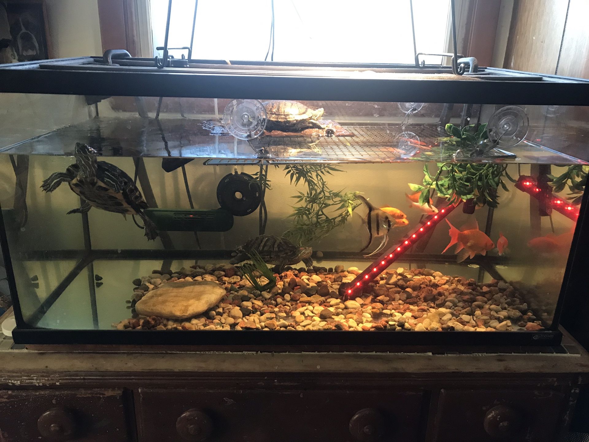 Turtles and 50 gallon turtle tank with all accessories, canister filter pump, heater, led lights and basking lamp .