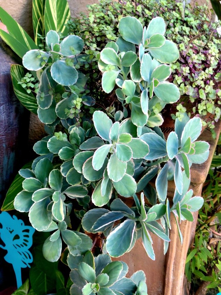 Lavender Scallops Baby Plants! 2 Available