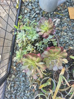 Beautiful Succulent Arrangement 