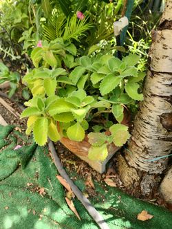 Planta De Orégano Oja Grande 