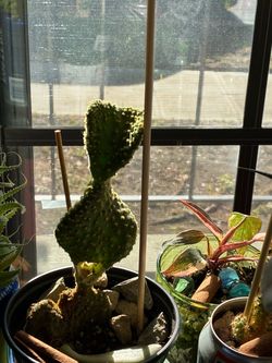 Bunny Ears crested cactus well rooted $10
