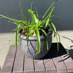 Blooming Pregnant Onion Plant In 12” Decorative Clay Pot
