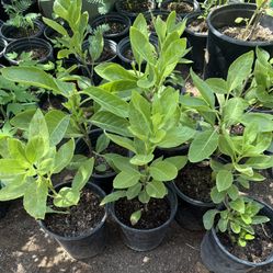 Plants to lower blood sugar In One Gallon $10 Each