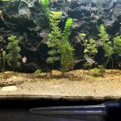 Fish Tank Decoration (check Description) NEED GONE ASAP