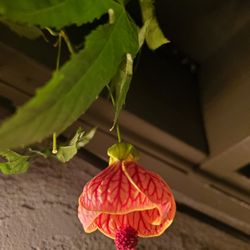 Chinese Lantern. Tiger Eye. 7ft Tree With Terracotta Pot