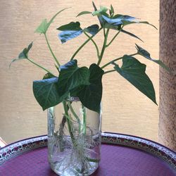 Sweet potato slips, ready to plant
