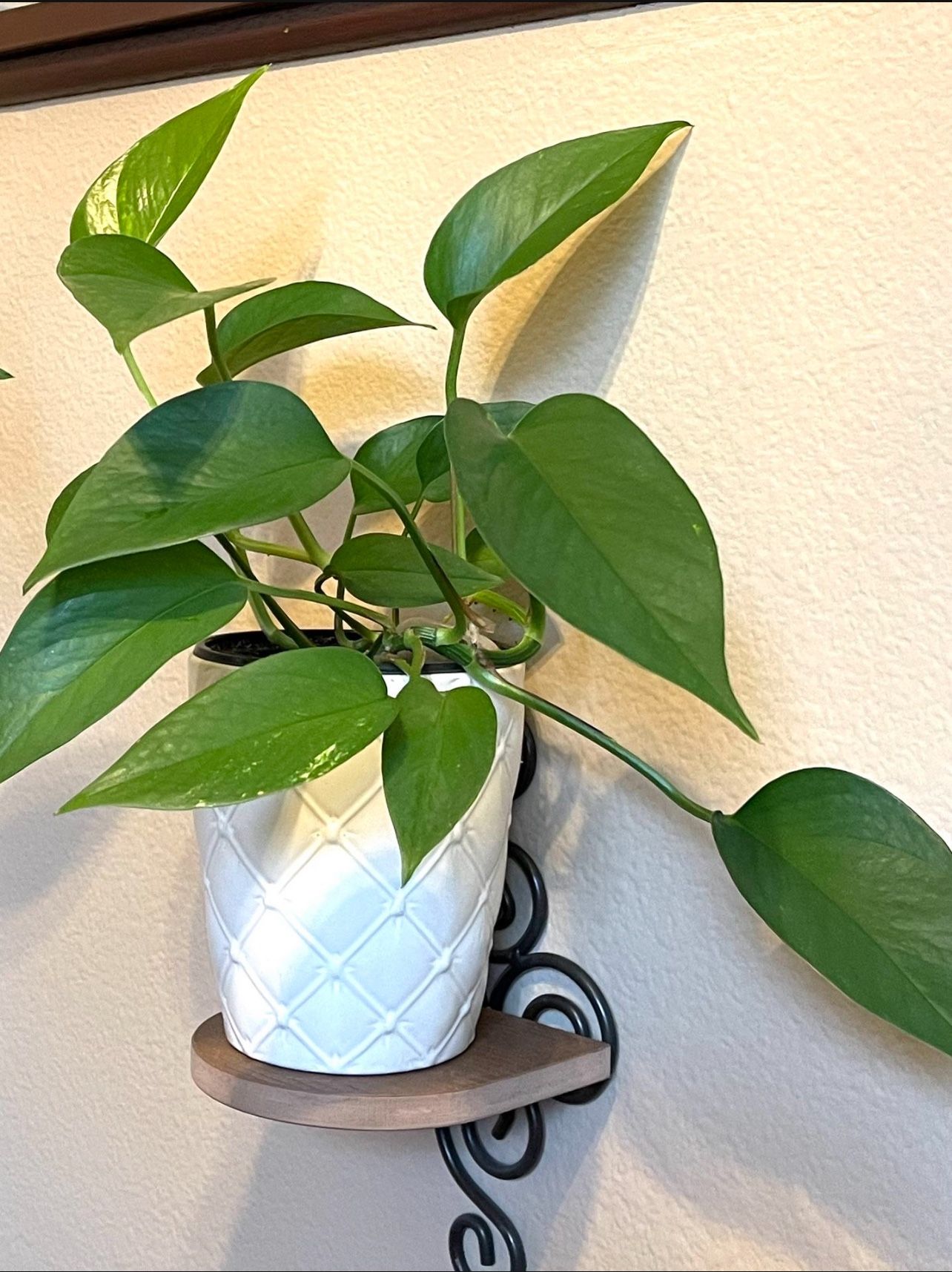 Philodendron House Plant In Textured Ceramic Pot . Each.