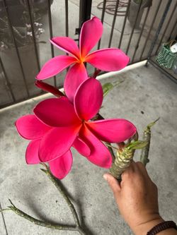 Plumeria cutting from 10 up 15