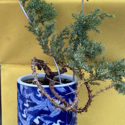 Bonsai Plants Starter $25 Each A Few Available