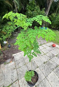 Organic Moringa Seedling 4ft