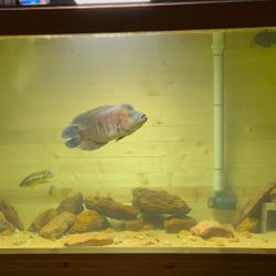 Fish Tank Decoration 