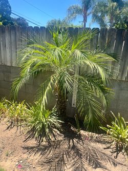 Small Outdoor Palm Tree