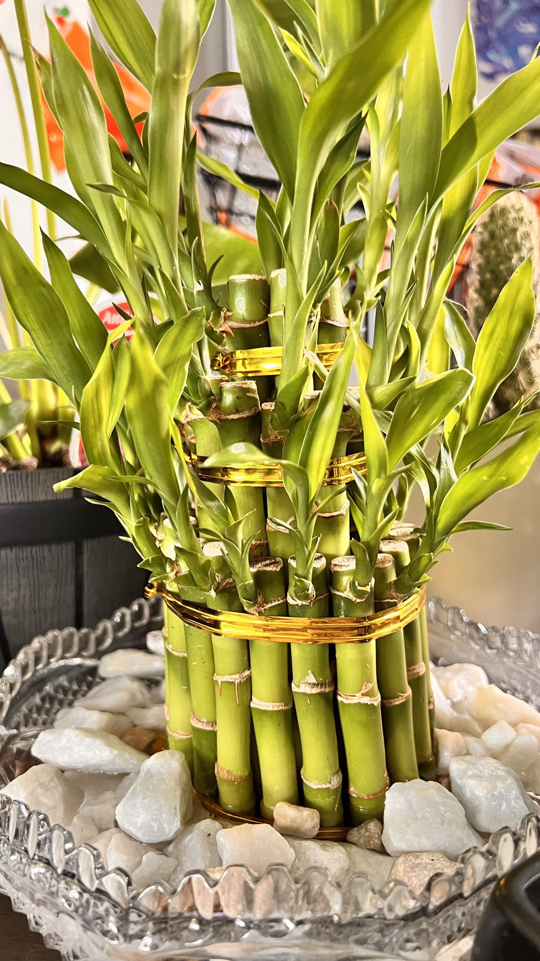 38pcs Decorative Lucky Bamboo Plant Without Planter & Marble For Indoor Gifts
