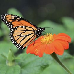 Mexican Sunflower Cuttings $10 Each