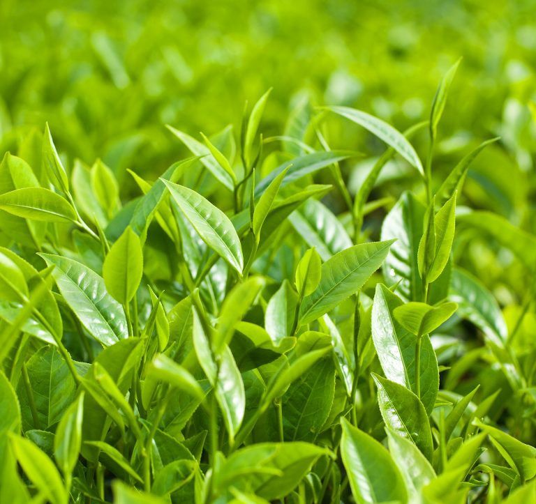 Green Tea Trees, beautiful and healthy trees