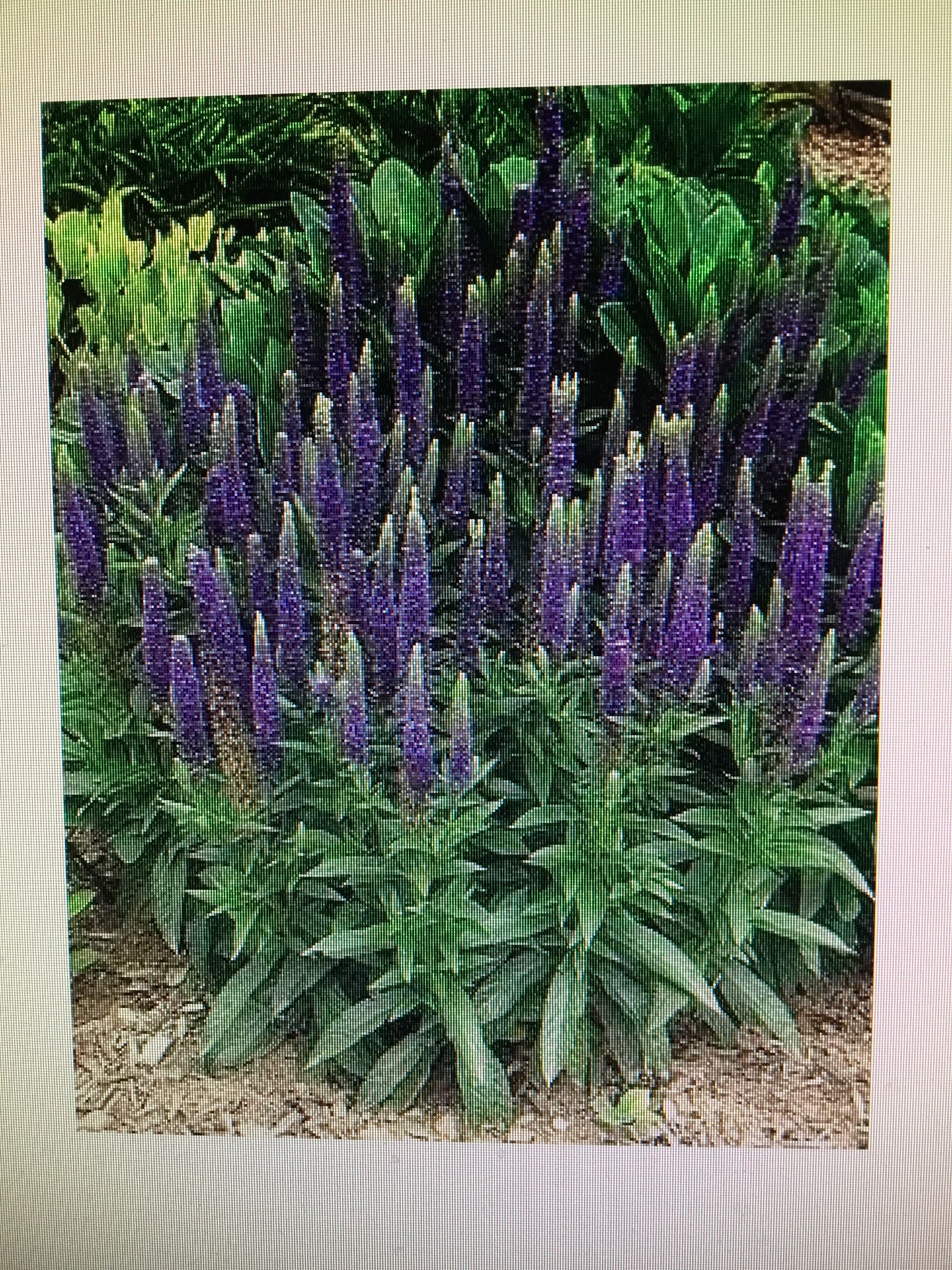 One Gallon Pot Of Purple Flowering Speedwell Perennial Plant.      Main Photo For Display Purposes.  One Plant Available 