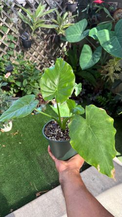 Alocasia odora