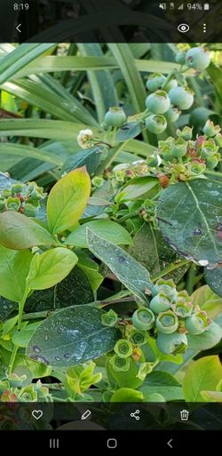 Organic Blueberry Tree