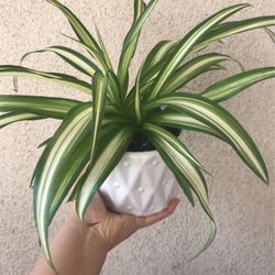 Beautiful Variegated Spider Plant In Cute Pot