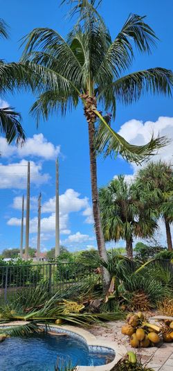 Palms And Tree Triming..