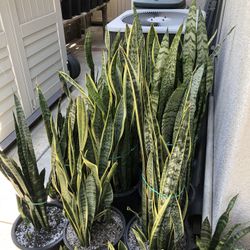 Snake Plants