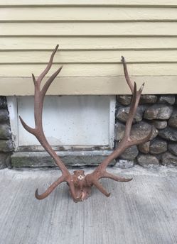 Real Deer Antlers