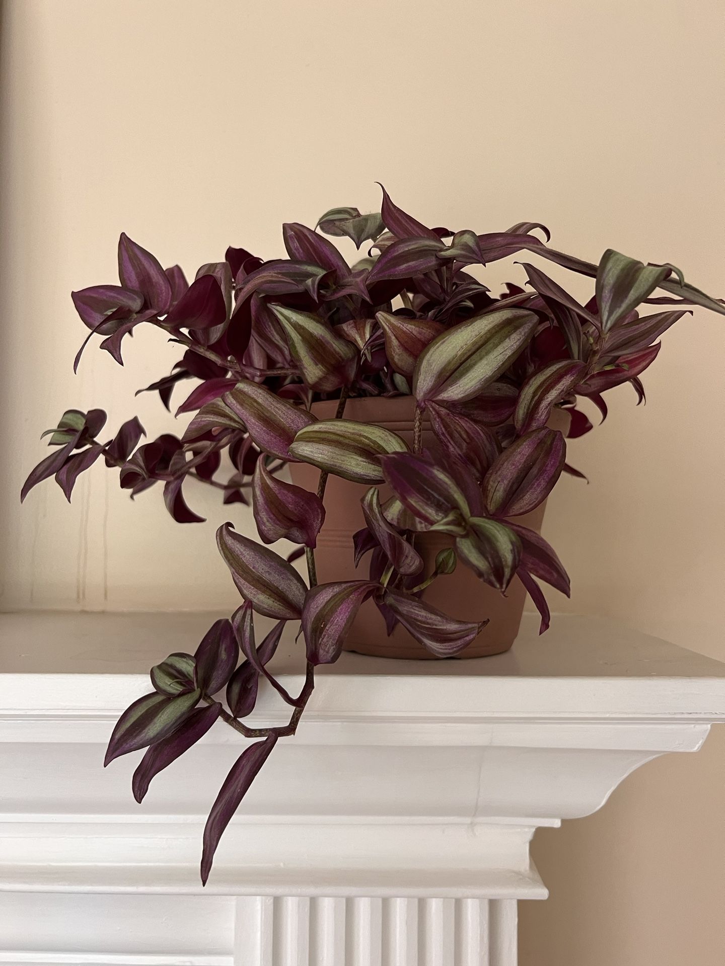 Indoor Plant