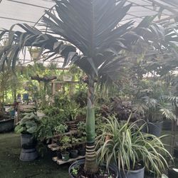 Beautiful rare dwarf areca catechu palm on sale