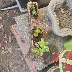 Driftwood Center Piece