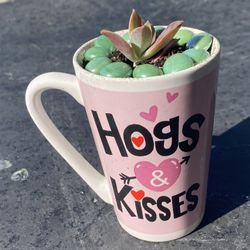 Hogs & Kisses Potted Succulent 
