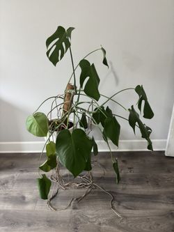 Free Monstera Plant