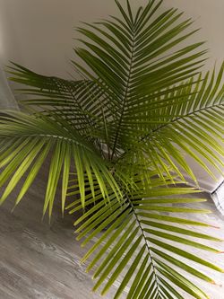 Majesty Palm plant