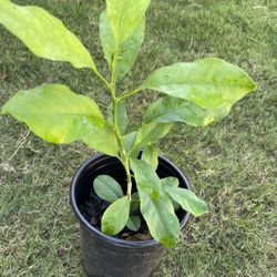 Organic Lemon Plant