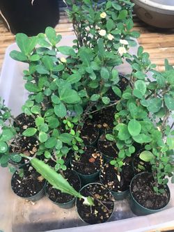 Euphorbia small flowers 🌸