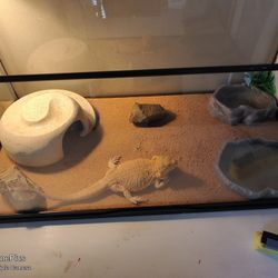 Terrarium Reptile Keeping Setup Zoo Med