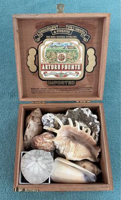 Collection of Seashells and Terrestrial Shells in a Wooden Box