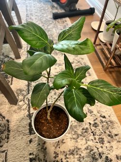 Ornamental Fig (ficus house plant)