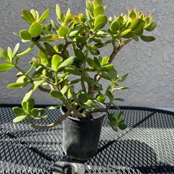 Succulent Plant $5