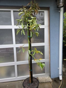 Dwarf Wurtz AVOCADO TREE 