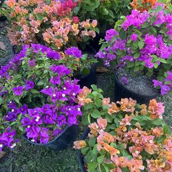 BOUGAINVILLEA (3 gallon) Hardy full sun