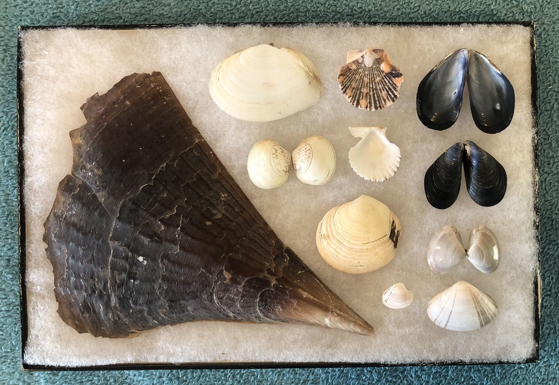 Pinnidae Species “Pen Shell” and Other Clam Shells in Vintage Riker ...